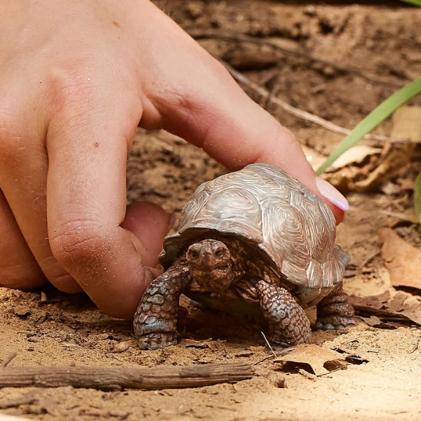 Schleich Wild Life Giant Tortoise