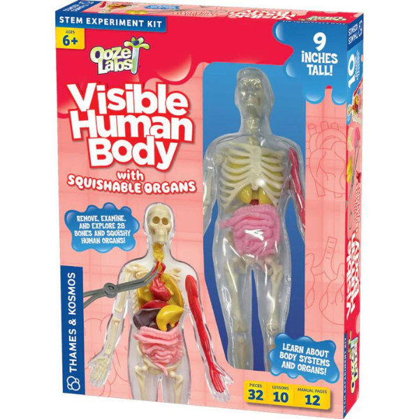 Thames & Kosmos Ooze Labs: Visible Human Body Squishable Organs