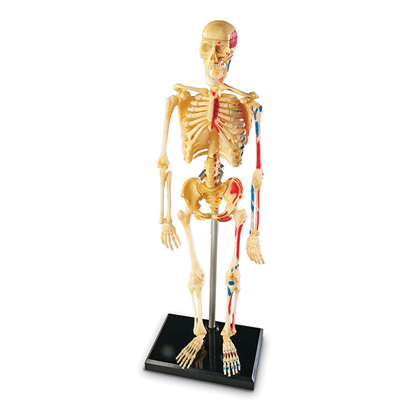 human skeleton toy